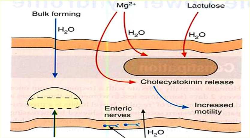 Bulk Forming Polisaccaridi (metilcellulosa, fibre alimentari, semi di psillio) che aumentano il volume delle feci e le rendono più molli (effetto dopo 2-3 gg); Osmotici Sali di magnesio (a dosi alte,