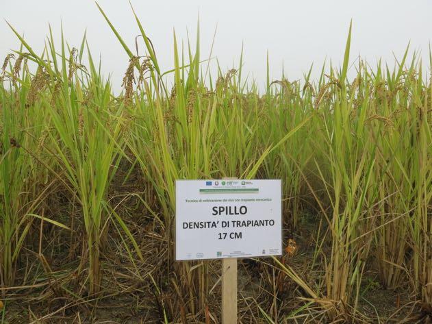 Campo confronto varietale produzioni Produzioni (t/ha) 4.5 