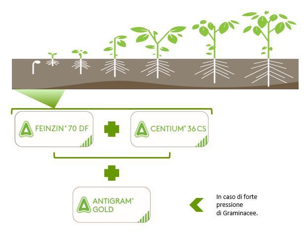 Epoca d intervento Linee diserbo Pre-emergenza della soia DOSAGGIO FEINZIN 70 DF: 0,15 kg/ha CENTIUM 36 CS: 0,3