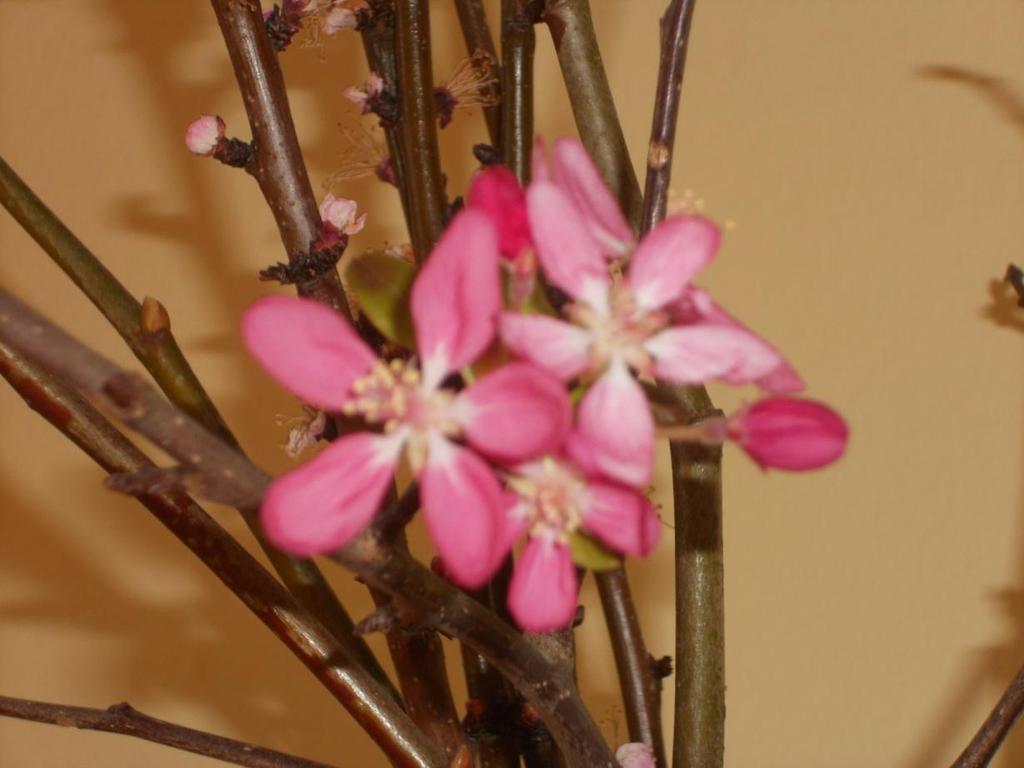 Osservazione dopo 20 giorni Ci sono dei fiori, tutti aperti Da una