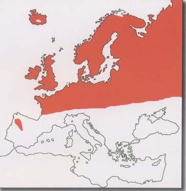 Distribuzione Specie politipica appartenente al composito Ordine dei Caradiformi, Famiglia degli Scolopacidi.