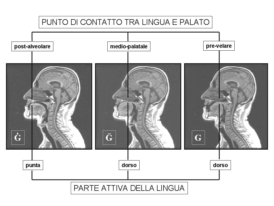 Questi aspetti sono graficamente rappresentati nelle figure. Nella figura 1 è indicata la posizione degli organi articolatori della cavità orale in condizioni di riposo funzionale.