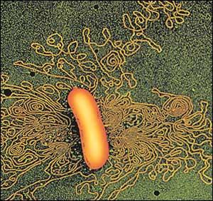 5 x 4 µm Media: 1 x 3 µm (E. coli) Eucarioti: 2 200 µm in diametro Forma batterica 6)=0)3'*').%!,C'=',#! Cocco Bacillo Vibrio-Spirillo Spirochete Stelo Ifa Filamentosi B,J-#!!! (&)$%'.%! NOB! 4OB!