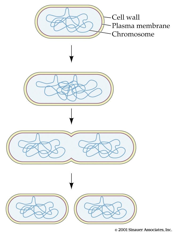 Fosforilazione a livello del substrato Varie sostanze organiche: glucosio lucosio è convertito in Acido piruvico che si riduce in Acido lattico Alcool etilico Acido acetico Acido propionico Acido