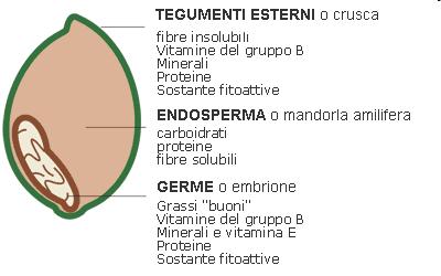 MORFOLOGIA: CARIOSSIDE INVOLUCRI - pericarpo - perisperma È composta da: - involucri (8-10%) (tessuti di protezione) - endosperma (87-89%) (tessuto di riserva) - embrione (2-4%) ENDOSPERMA Costituito