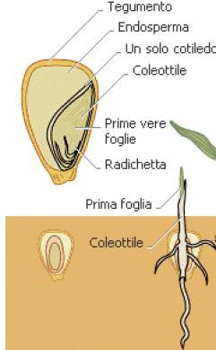 1. GERMINAZIONE Con umidità e temperature sufficienti le cariossidi germinano con la rottura degli involucri (bastano 3-4 C).