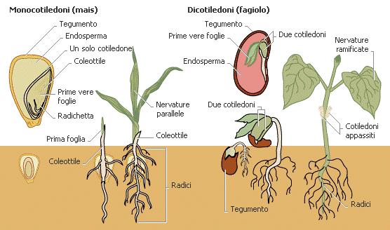 Semi di piante