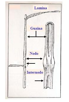 MORFOLOGIA:FUSTO Il culmo (fusto delle graminacee) è cilindrico, cavo, costituito da nodi. Su ogni nodo è inserita una foglia. Gli internodi sono cavi e nel numero di 5-8 a seconda delle varietà.