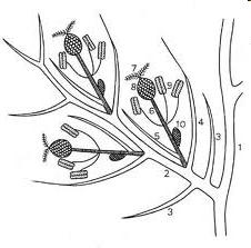 MORFOLOGIA:SPIGHETTA Particolare della spighetta: 1)Rachide; 2) Rachilla; 3)Gluma; 4)Glumetta esterna;