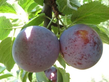 In passato erano note diverse tipologie di Pernicone (Bellini e Pisani, 982) sia con buccia violacea che gialla.