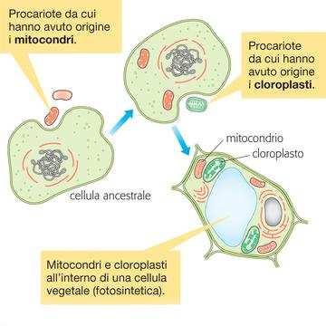 si calcola che siano occorsi circa 2 miliardi di an-ni per passare dalle prime cellule procariote alla comparsa