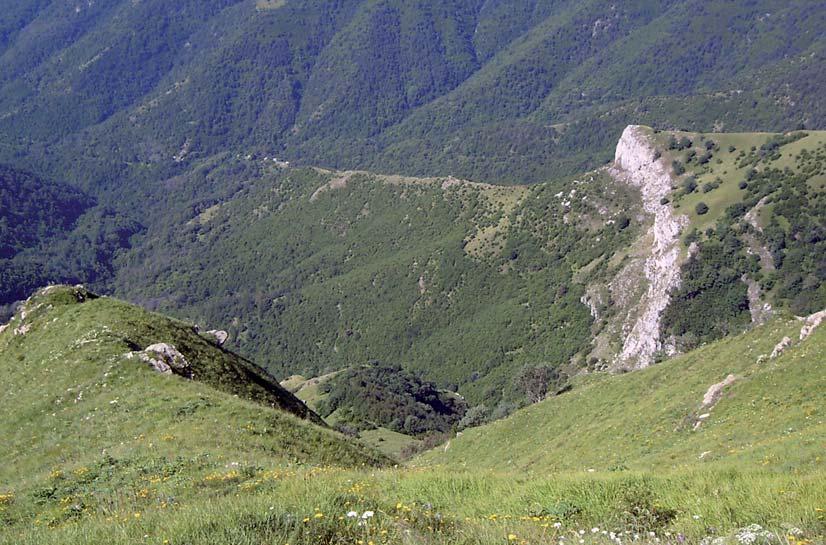 62 - Colonizzazione massiccia del nocciolo