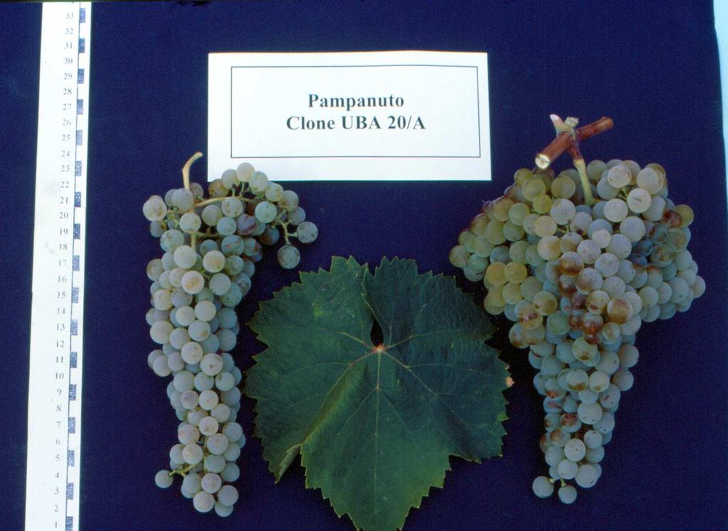 OMOLOGAZIONE CLONI OMOLOGATI 20 cloni omologati di 7 vitigni ad uva da vino e 11 di altrettante varietà portinnesto Candidati CLONI di prossima omologazione 21