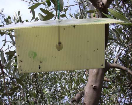 TIPI DI LOTTA LOTTA CONVENZIONALE Proprio per l andamento ciclico che il fitofago può avere nelle nostre zone, è bene verificare mediante le trappole a feromoni la presenza o meno della mosca.