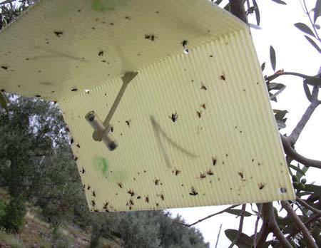 sulla pianta in quanto invaiano prima. Fino ad ora gli insetticidi più efficaci si sono dimostrati il formotione ed il dimetoato alle dosi di 100-150 gr. Per hl di acqua.