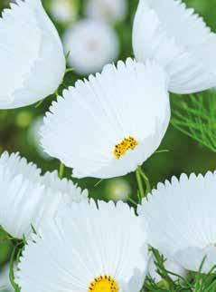 Fiori color bianco candido, forma a coppa e petali affusolati.