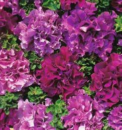 23135 23135 Petunia Hy F1 «Fortunia Pearly Wave» 1 bustina (seme per 10 piantine) 4,90 PETUNIA (annuale) Queste petunie