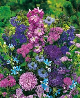 Miscuglio di fiori estivi multicolore ideale per bordure basse e per la decorazione di giardini rocciosi.