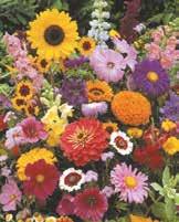 2007 ELEGANZA BIANCA 2008 ISOLA BLU 2569 2570 Giardino di fiori giapponese 2570 Miscuglio di fiori estivi di media altezza cm.