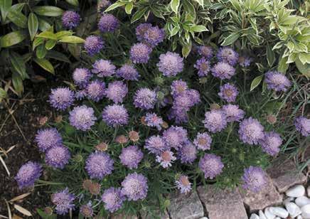 Si semina a inizio primavera e fiorisce con stupendi colori durante tutta l estate.