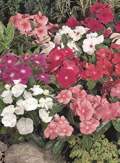 intense fioriture rosa-violetto; attirano farfalle e insetti benefici e sono molto utilizzati in erboristeria. Altezza 90-120 cm.