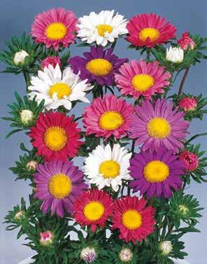 ASARINA (annuale) Rampicante sofisticato, fiori di colore viola, blu, rosa e bianchi.