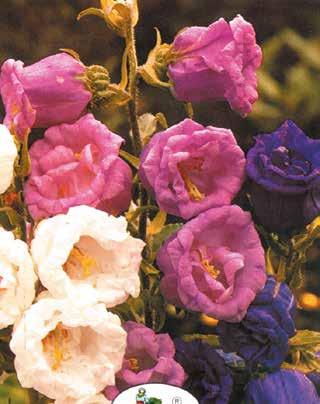10 9,50 BOCCA DI LEONE (annuale) Varietà dal colore brillante rosa-pesca, ideale per vasi