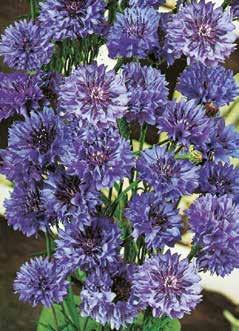 CENTAUREA (annuale) Detta anche fiordaliso è uno dei fiori più comuni per l abbellimento della casa.