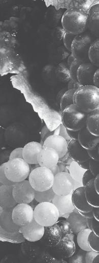 LUCEO ORTRUGO D.O.C. Ortrugo, antico vitigno autoctono, An Ortrugo grape variety, an ancient, vivace per la rifermentazione naturale in autoclave a temperatura thanks to the natural autoclave refer- native vine.