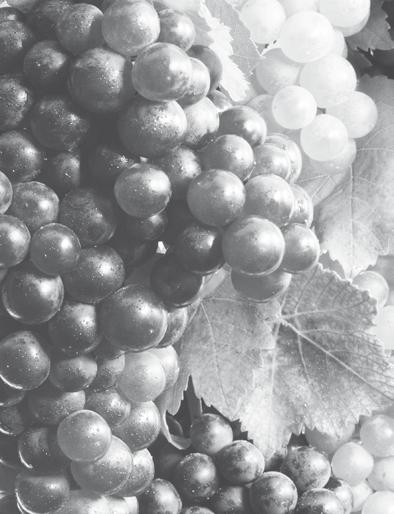 GRAN CUVEE VINO SPUMANTE BRUT Spumante brut composto da uve Pinot Nero e Chardonnay, ottenuto con il metodo charmat, con lunga presa di spuma.