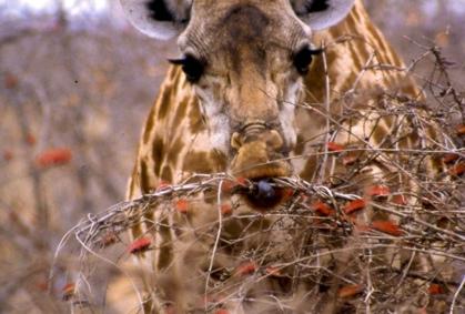 6 giorno Iringa Ruaha national park Arrivo all interno del parco Ruaha, una delle aree protette più grandi (13.