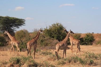 Il Ruaha è l unico parco dell Africa Orientale che vanta, oltre a una presenza massiccia di elefanti ( 10,000 esemplari), la presenza di Greater e il Lesser Kudu insieme, le bellissime antilopi sable