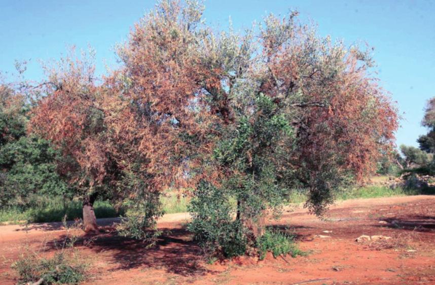 scientifiche pugliesi il batterio Sintomi su olivo Sintomi
