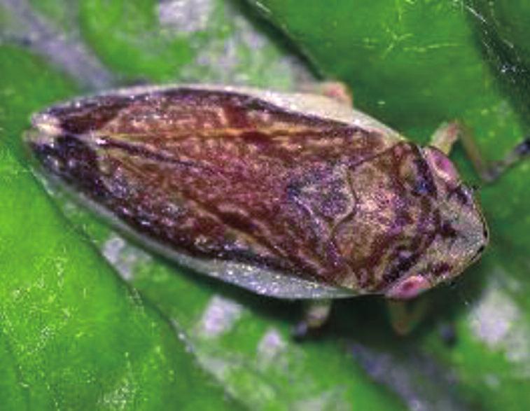 Al momento l unica specie in grado di veicolare la malattia è il rincote omottero Philaenus spumarius, noto