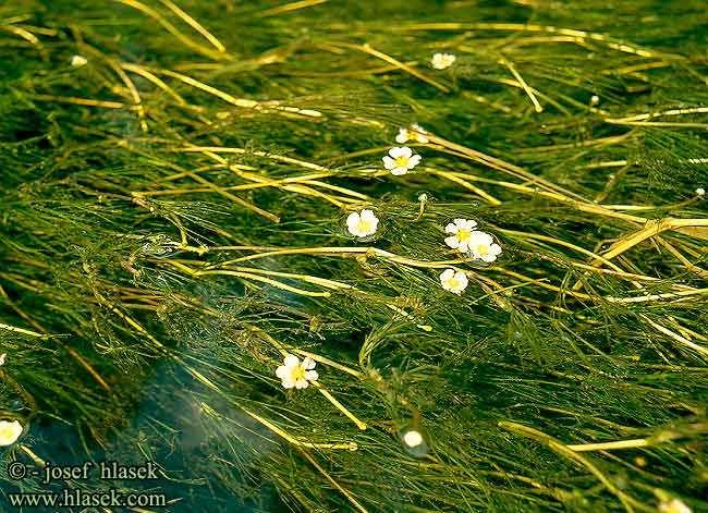 ANALISI DELLE COMUNITÀ MACROFITICHE, INDICE IBMR L Indice IBMR (indice biologique macrophytique en rivière) si basa sull analisi della comunità delle macrofite acquatiche per valutare lo stato