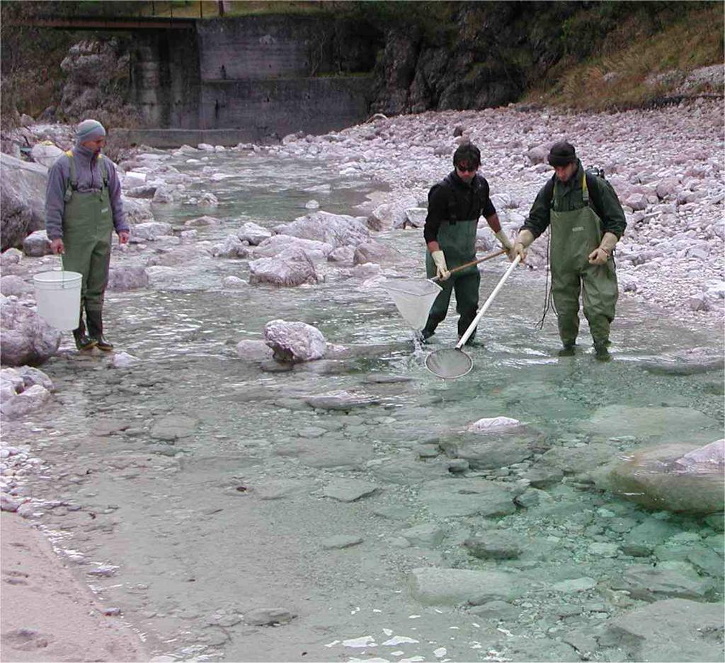 ANALISI DELLA COMUNITÀ ITTICA E INDICE ISECI I campionamenti ittici hanno lo scopo di indagare le specie di pesci presenti in un corso d acqua o in un