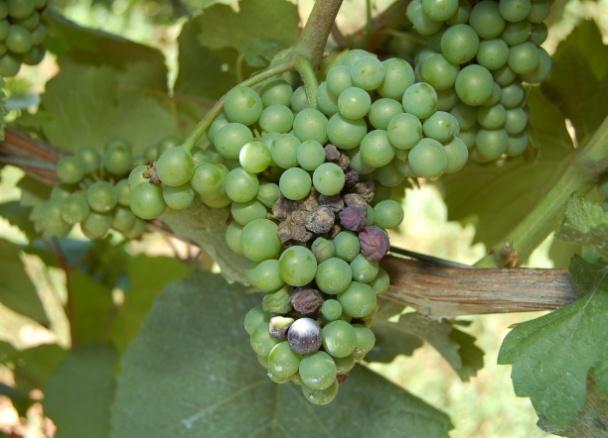 Fig 1 Impianto giovane Fig 2 Vite messa a dimora nel corso dell'anno Agricoltura biologica Al raggiungimento della fase fenologica