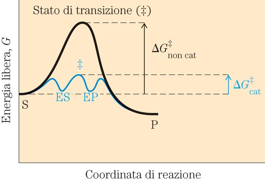 Ogni reazione è costituita da una serie di tappe in cui si ha la formazione e la scomparsa di