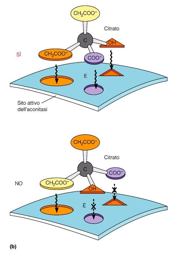 i Citrato molecola prochiralica: contiene due gruppi carbossimetilici che non risultano equivalenti se la molecola viene posta in uno stampo asimmetrico l aconitasi riesce