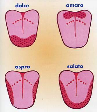 Il Gusto Le terminazioni gustative sono in grado di riconoscere quattro sapori, con diversa sensibilità