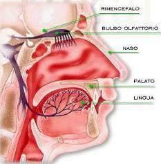 Alterazioni della birinalità