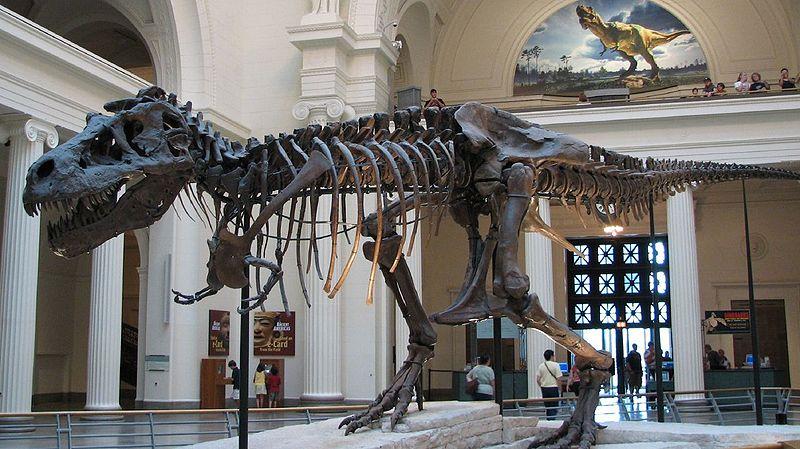 Il primo caso di Gotta: il Tyrannosaurus Rex Sue Sue è l esemplare più