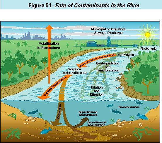 Destino ambientale dei contaminanti in un fiume Una volta giunte in un corpo idrico, il comportamento, la distribuzione, il