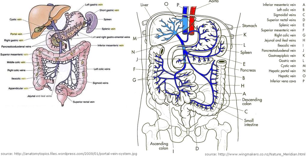 Effetto di primo passaggio Dovuto al fatto che una quota del farmaco somministrato per via orale può essere metabolizzata nell intestino stesso o nel fegato prima di