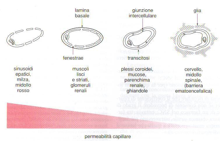 Capillari sinusoidali capillari