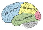 superiori e parietali inferiori (suoni e significati) varie aree del cervello l imaging cerebrale