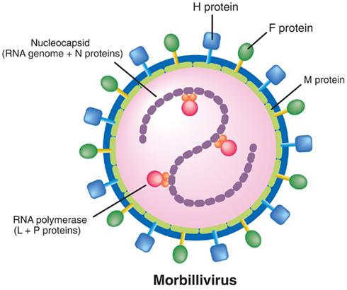 geneticamente stabile, uomo unico ospite naturale, non vi sono portatori sani: malattia eradicabile!