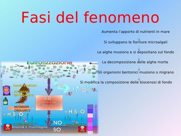 Danni all ambiente L eutrofizzazione è un arricchimento delle acque in sali nutritivi che provoca cambiamenti strutturali all ecosistema come: l incremento della