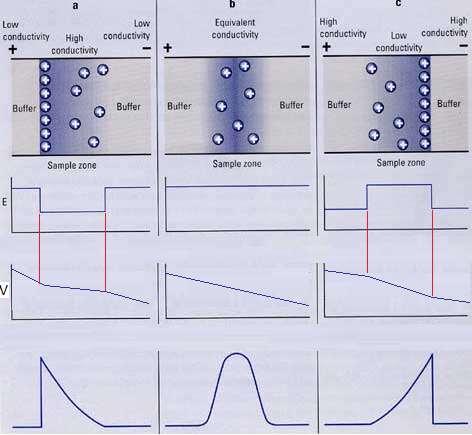 Anche la conducibilità elettrica del tampone va adeguatamente controllata per evitare effetti sulla forma dei picchi elettroforetici (elettrodispersione): tempo tempo tempo fronting tailing Se la