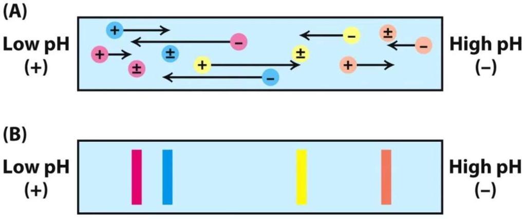 1966: Vesterberg e Svensson sviluppano la focalizzazione isoelettrica, una tecnica di separazione elettroforetica che sfrutta la presenza di un gradiente di ph stabile all interno del mezzo di